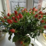 Анастасия Колесникова