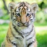 Артем Пашкевич