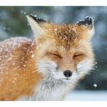 Юлия Щербакова