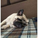 Артем Фролов