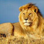 Руслан Каримов