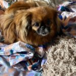 Виктория Комарова