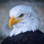 Тимур Хрулев