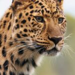 Полина Зимина