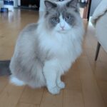 Molchanovs'ka Nataliya