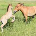 Кирилл Федотов