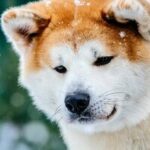 Татьяна Хатико