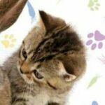 Оля Портнова