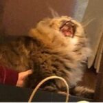 Марк Антонов