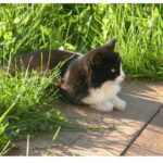 максим Максим